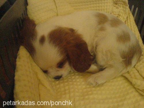 ponchİk Dişi Cavalier King Charles Spanieli