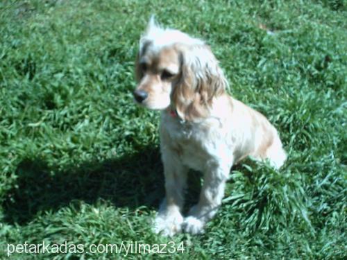 raki Erkek Amerikan Cocker Spaniel