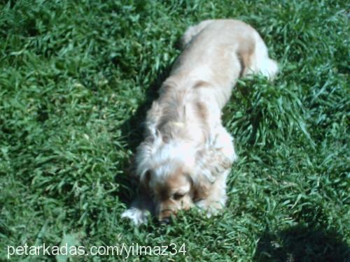 raki Erkek Amerikan Cocker Spaniel