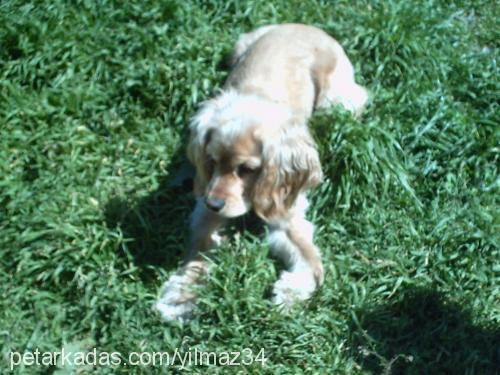 raki Erkek Amerikan Cocker Spaniel