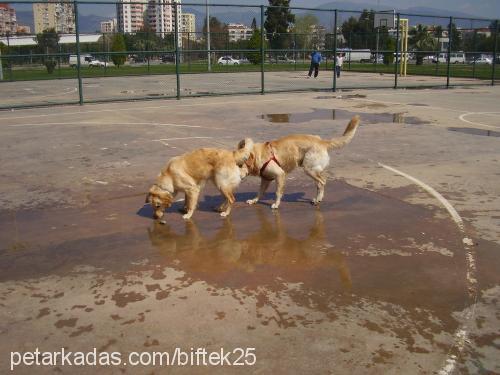 biftek Erkek Golden Retriever