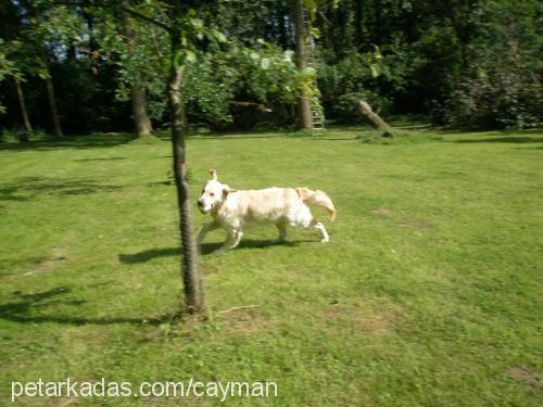 cayman Erkek Golden Retriever