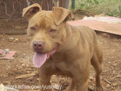 berbat Erkek Amerikan Staffordshire Terrier