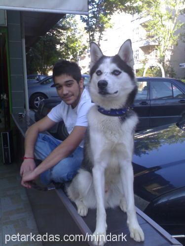 efe Erkek Sibirya Kurdu (Husky)