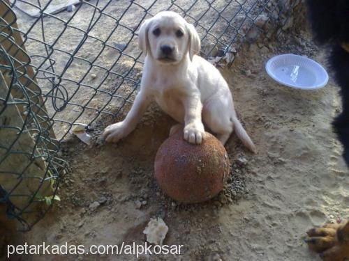 mişa Dişi Labrador Retriever