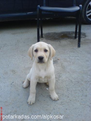 mişa Dişi Labrador Retriever