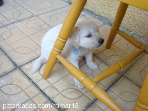 oscar Erkek Golden Retriever