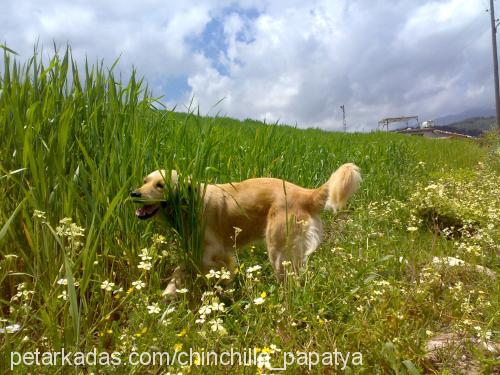 firtik Dişi Golden Retriever