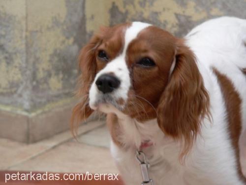 Çilli Dişi Cavalier King Charles Spanieli