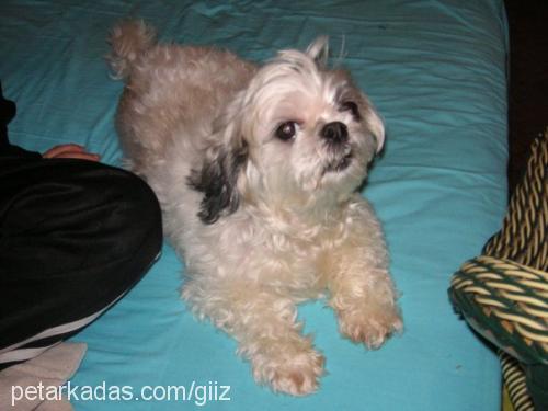 whisky Erkek Shih-Tzu