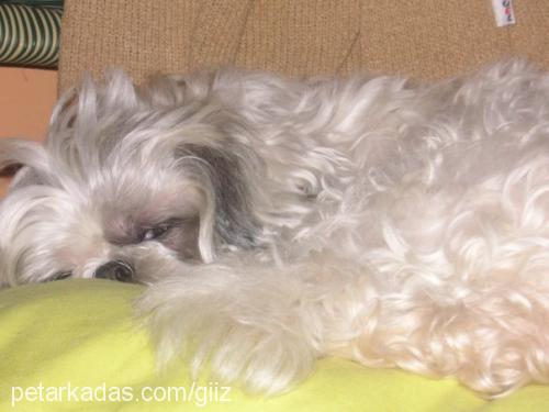 whisky Erkek Shih-Tzu