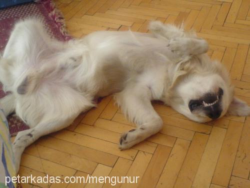 mex Erkek Golden Retriever