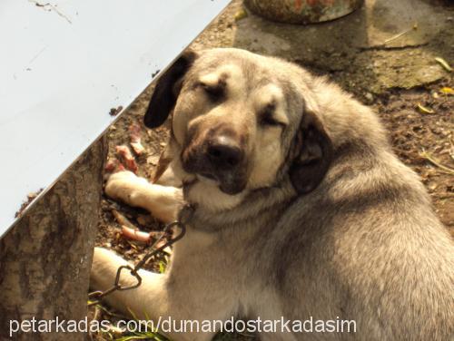 paŞa Erkek Kangal