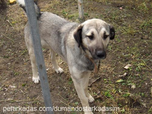 paŞa Erkek Kangal