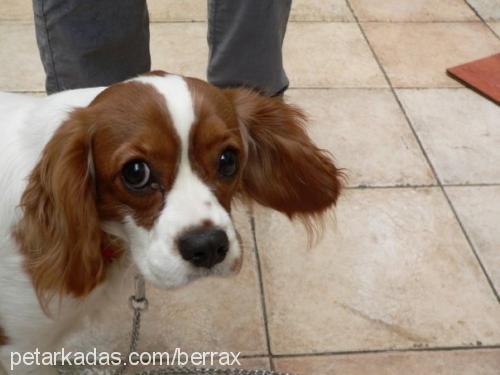 Çilli Dişi Cavalier King Charles Spanieli