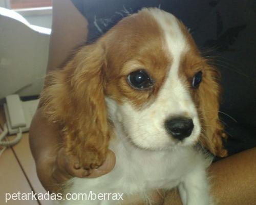 Çilli Dişi Cavalier King Charles Spanieli