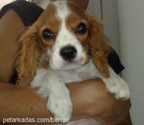 Çilli Dişi Cavalier King Charles Spanieli