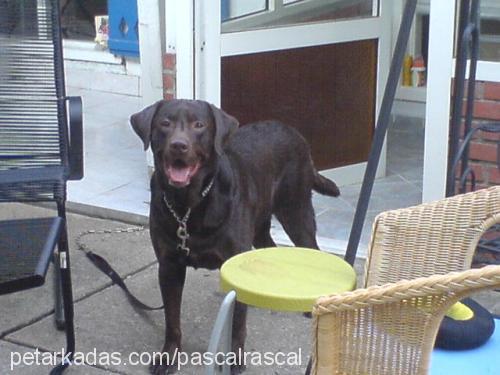 pascal Erkek Labrador Retriever