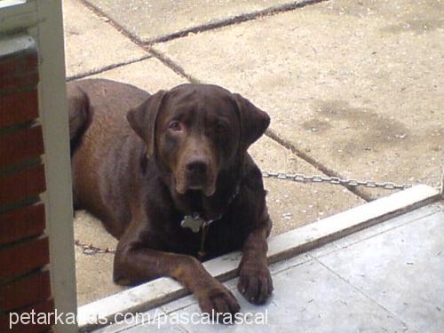 pascal Erkek Labrador Retriever