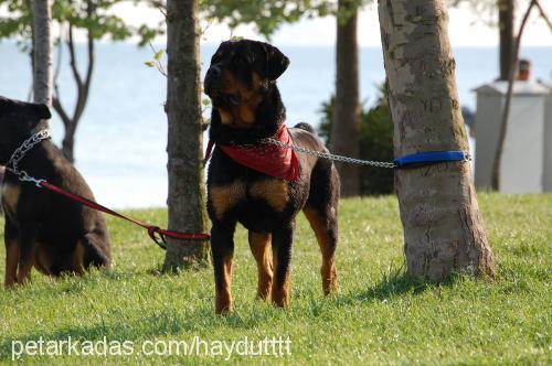 haydut Erkek Rottweiler