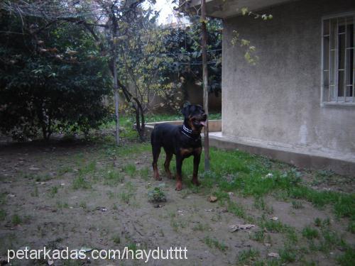 haydut Erkek Rottweiler