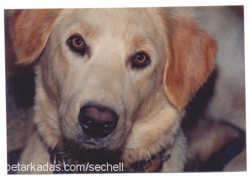 yumoş Dişi Golden Retriever