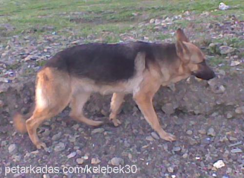 kontes Dişi Alman Çoban Köpeği