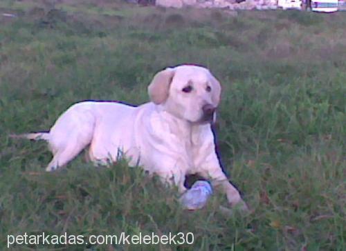 kontes Dişi Alman Çoban Köpeği