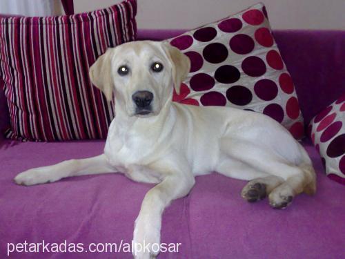 mişa Dişi Labrador Retriever