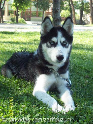 tofi Dişi Sibirya Kurdu (Husky)