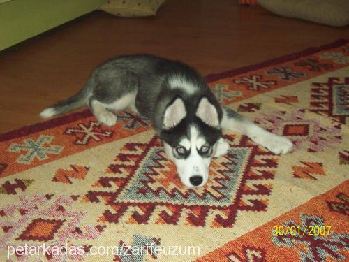 tofi Dişi Sibirya Kurdu (Husky)