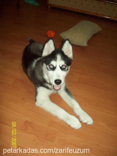 tofi Dişi Sibirya Kurdu (Husky)