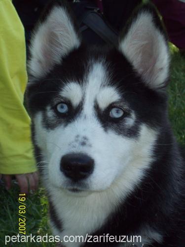 tofi Dişi Sibirya Kurdu (Husky)