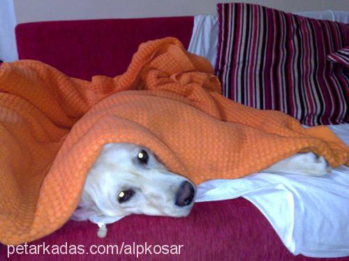 mişa Dişi Labrador Retriever