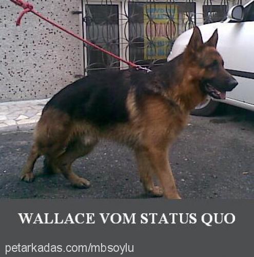 wallace Erkek Alman Çoban Köpeği