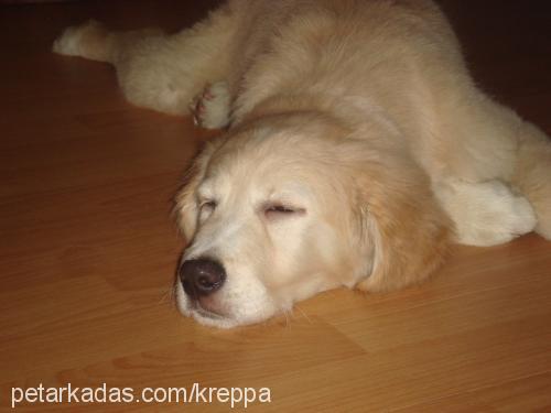 krep Dişi Golden Retriever