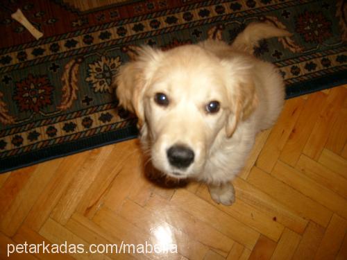 güneş Dişi Golden Retriever