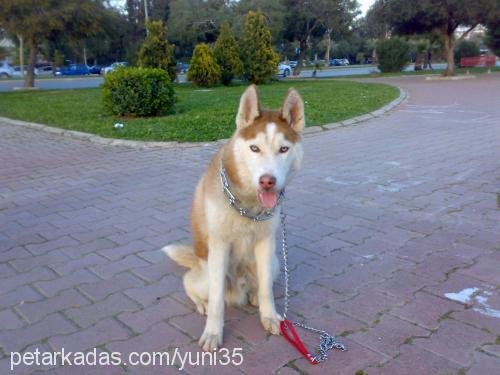 asil Erkek Sibirya Kurdu (Husky)