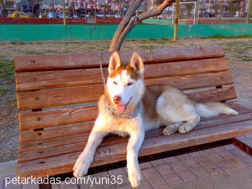 asil Erkek Sibirya Kurdu (Husky)