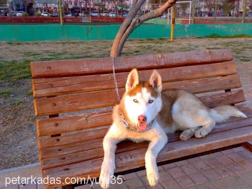 asil Erkek Sibirya Kurdu (Husky)