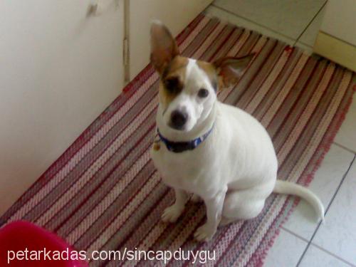 sincap Dişi Jack Russell Terrier