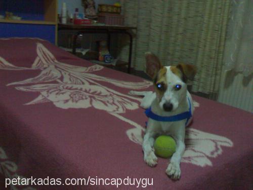 sincap Dişi Jack Russell Terrier