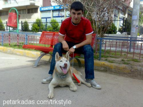 asil Erkek Sibirya Kurdu (Husky)