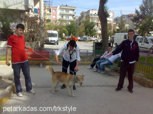 asil Erkek Sibirya Kurdu (Husky)