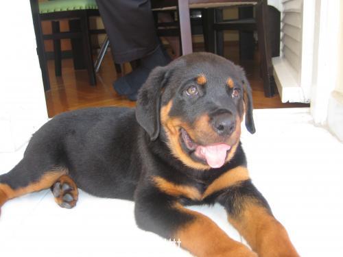 haydut Erkek Rottweiler