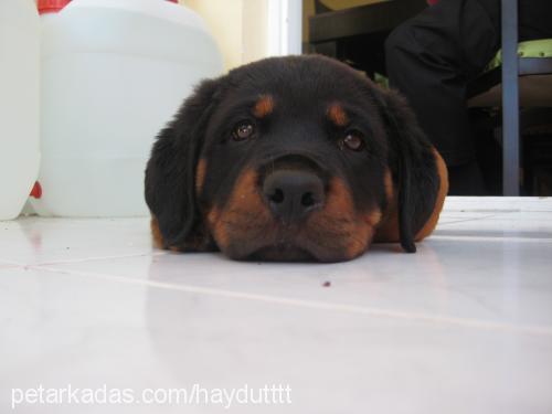 haydut Erkek Rottweiler