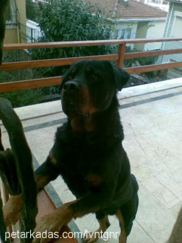 mahmut Erkek Rottweiler