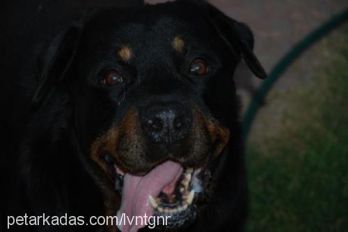 mahmut Erkek Rottweiler