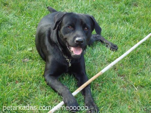 romeo Erkek Labrador Retriever