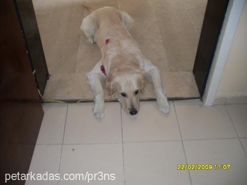 prens Erkek Golden Retriever